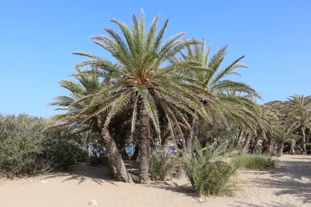 Vai Beach in Crete, featuring a sandy shoreline with calm water conditions